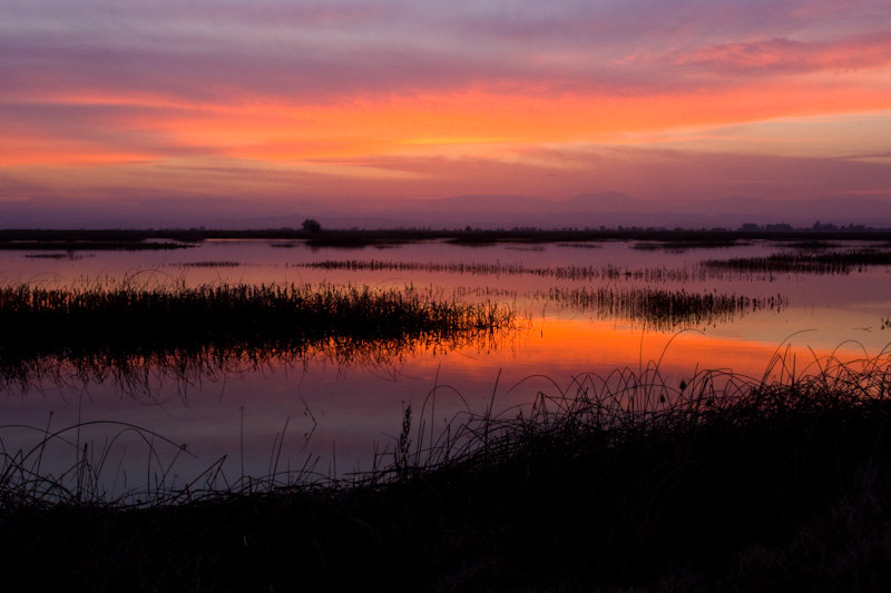 Sunset Over Wetland